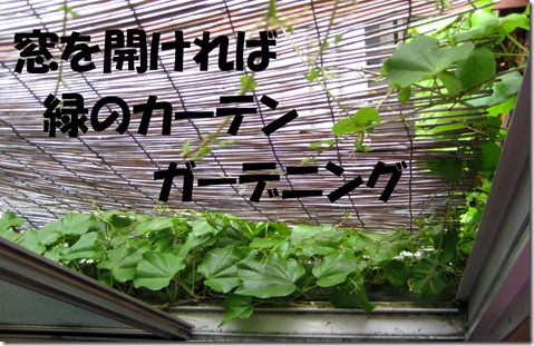 IMG_9626窓を開ければ