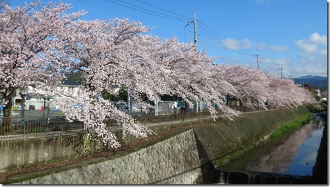IMG_1071サクラ