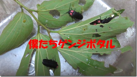 ゲンジボタル　公務員試験面接セミナー