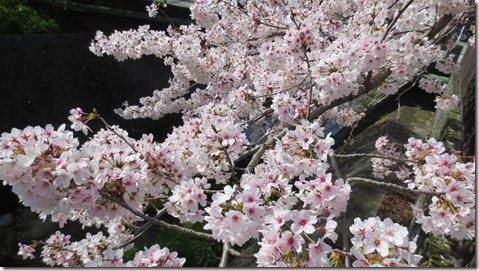 IMG_0017桜