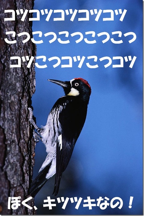 コツコツキツツキ 公務員試験面接セミナー